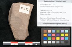 Foto (Objekt + Etikett) von Pseudopinus wilkinsoni Ettingshausen (NHMW-GEO-2024-0188-10347)